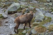 Al Benigni incontri ravvicinati con gli stambecchi di casa il 21 giugno 2016 - FOTOGALLERY